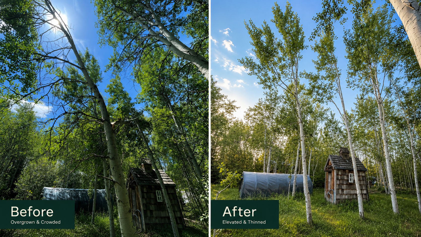 Before and after aspen tree care project by Arbor Culture JH