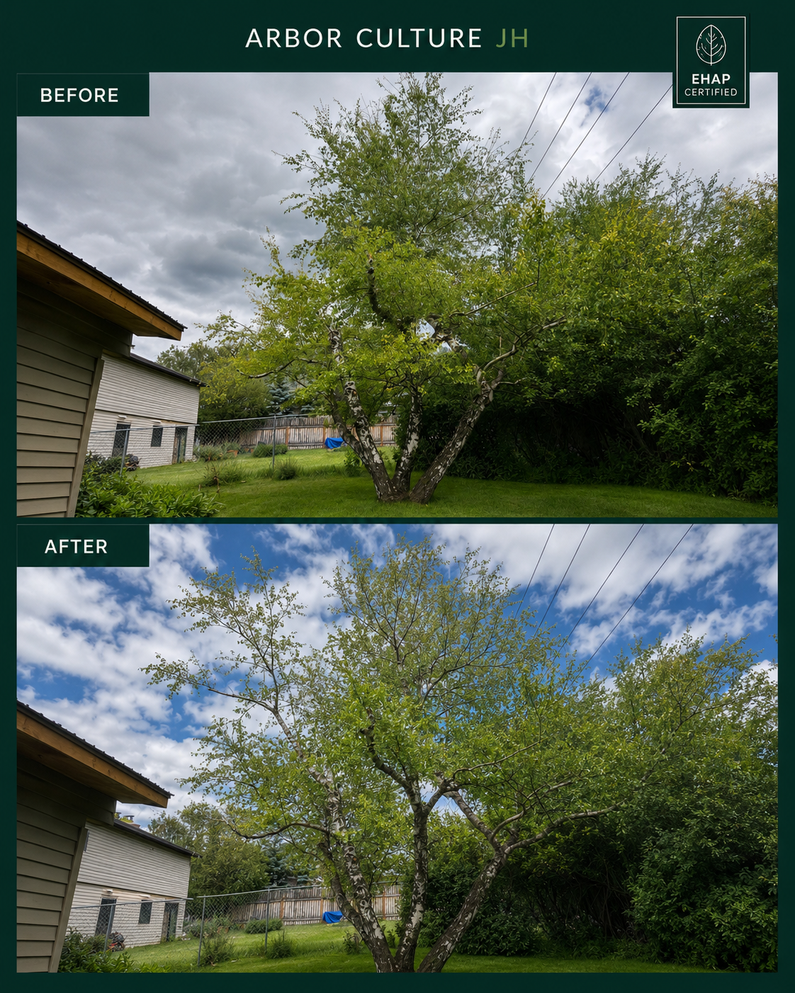 Before and after tree care project in the Jackson Hole landscape