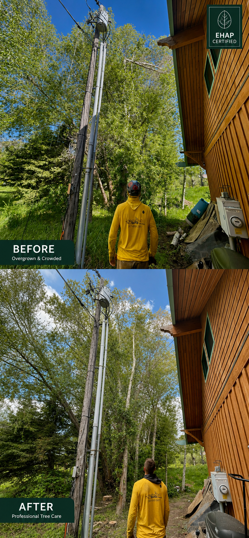 Before and after pine tree care project