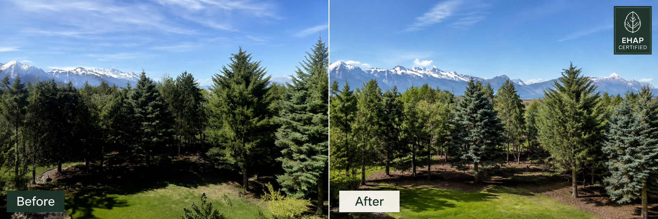 Before and after pine tree property care