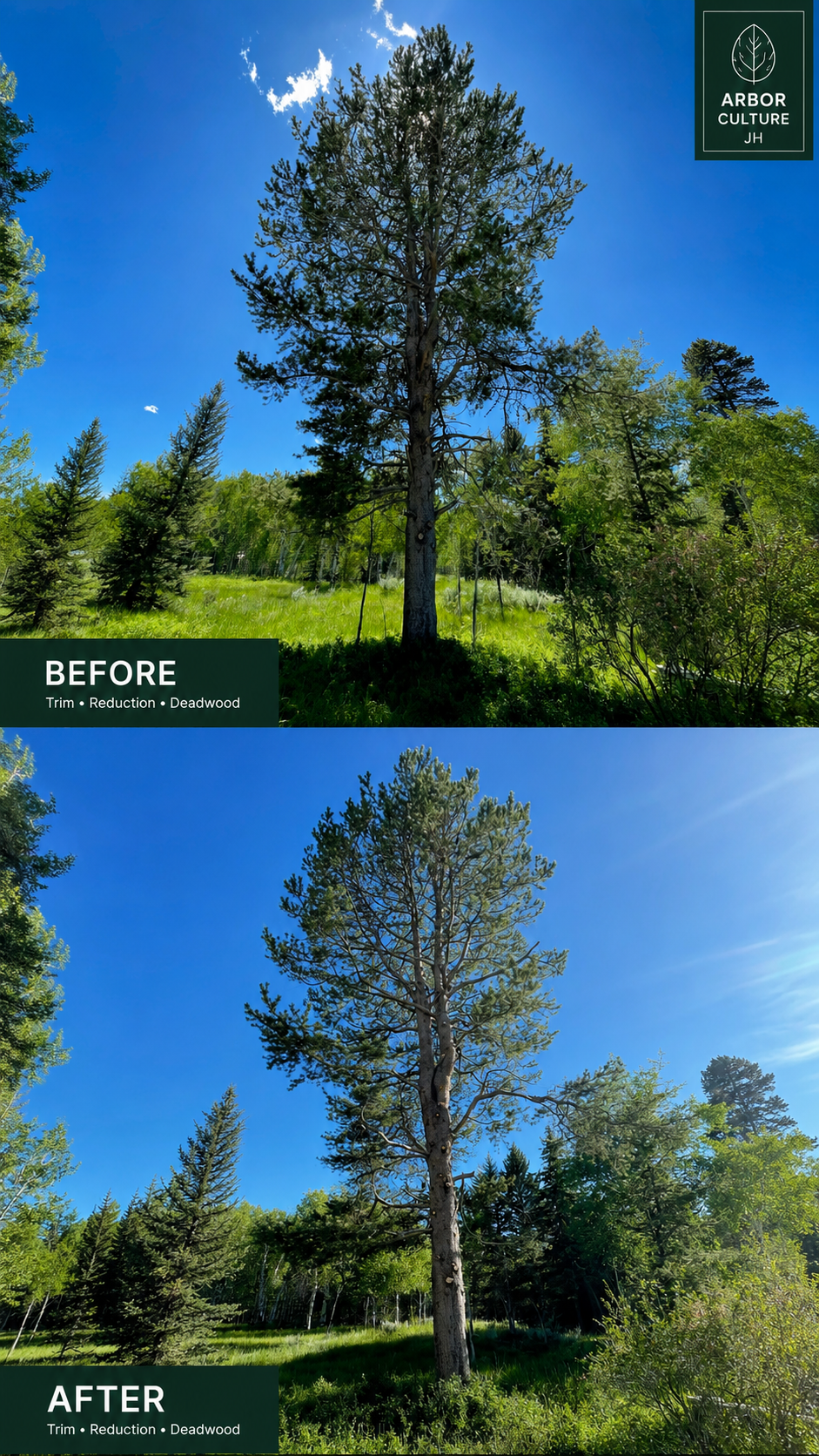 Before and after professional tree care