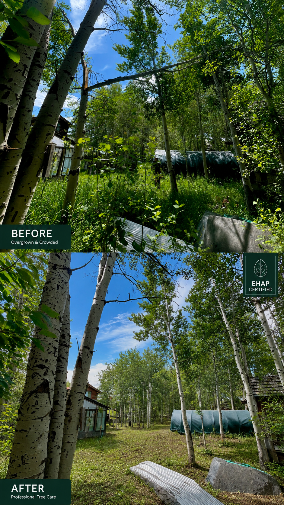 Before and after residential tree removal